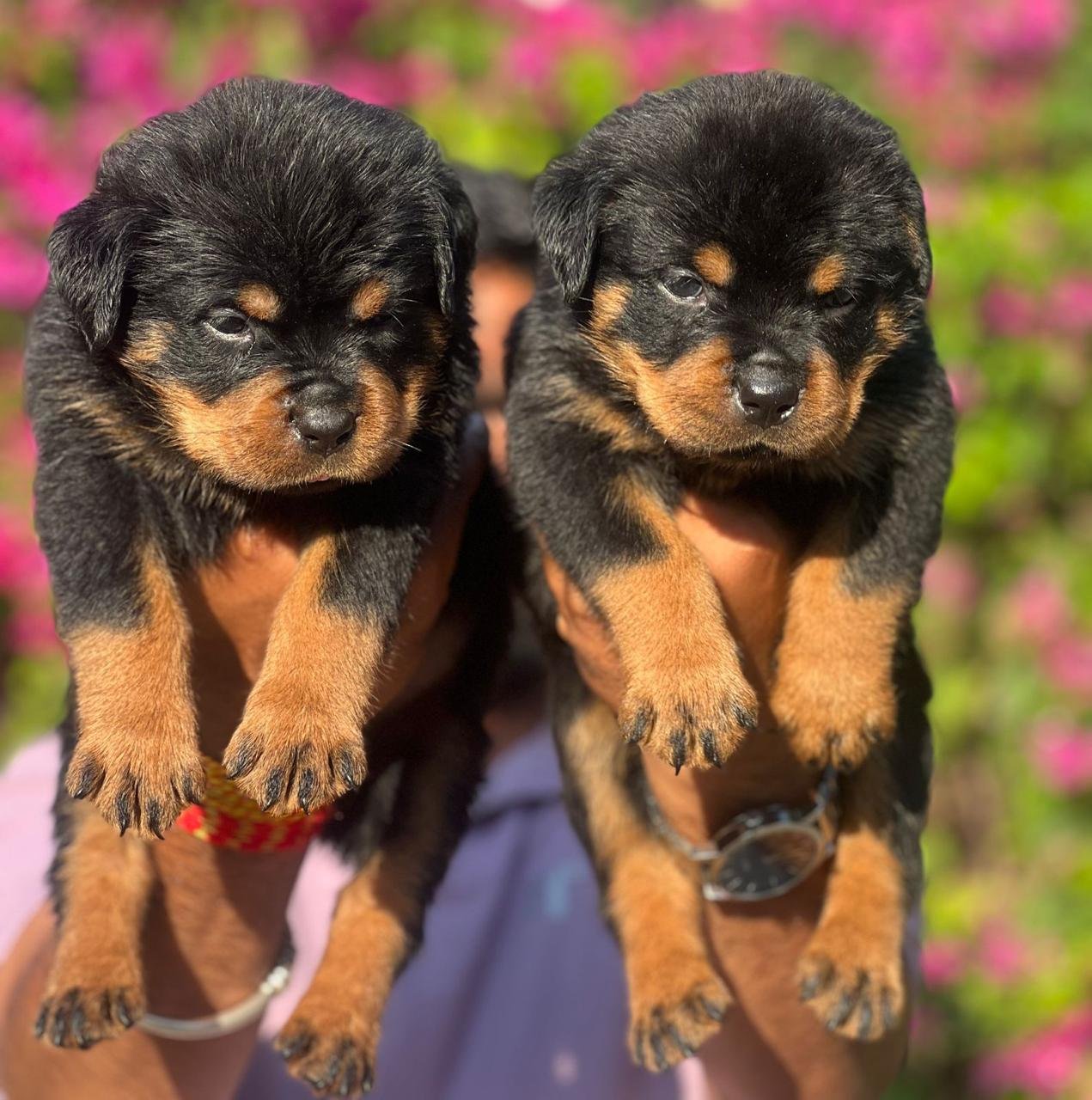 Purchase KCI Registered Rottweiler Puppy from Kolkata